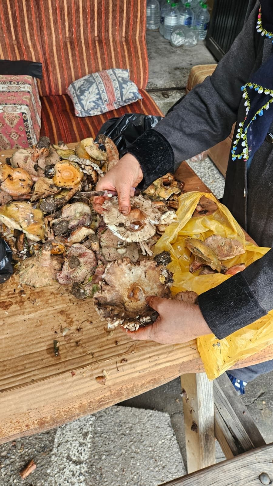 Kahramanmaraş'ın Dağlarında Mantar Avı Başladı! (1)