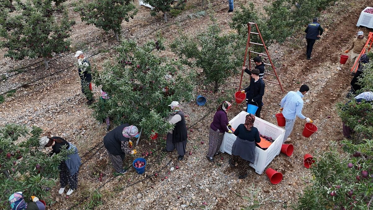 Kahramanmaraş'ın Elma Deposu Göksunda Yetiştirilen Elmalar Yurt Dışına Gönderiliyor (2)