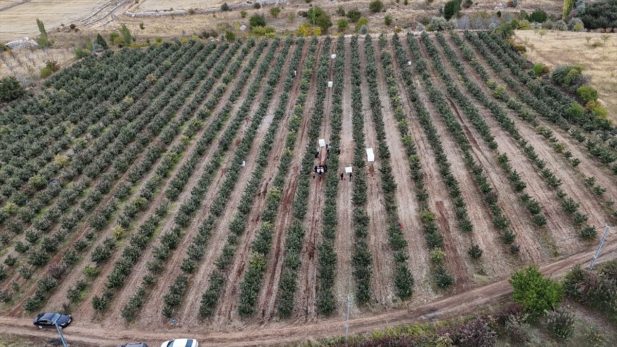 Kahramanmaraş'ın Elma Deposu Göksunda Yetiştirilen Elmalar Yurt Dışına Gönderiliyor (3)