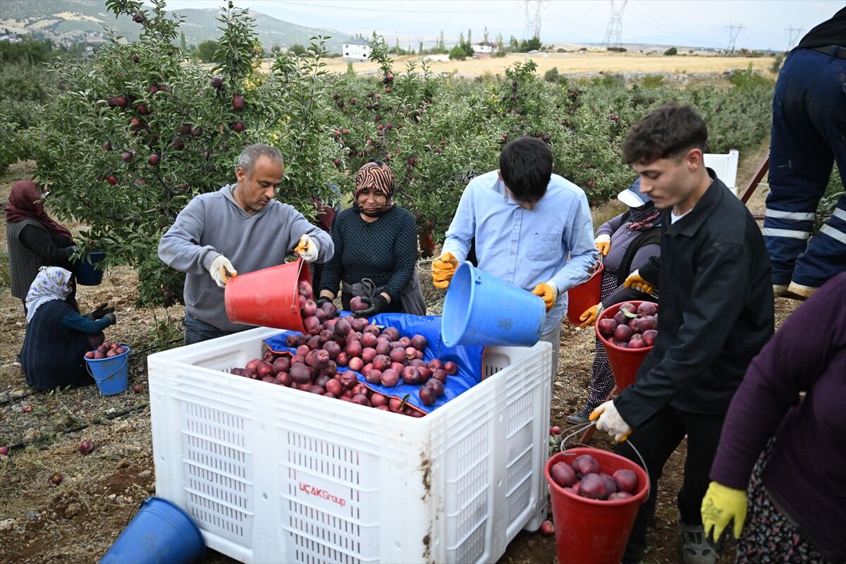 Kahramanmaraş'ın Elma Deposu Göksunda Yetiştirilen Elmalar Yurt Dışına Gönderiliyor