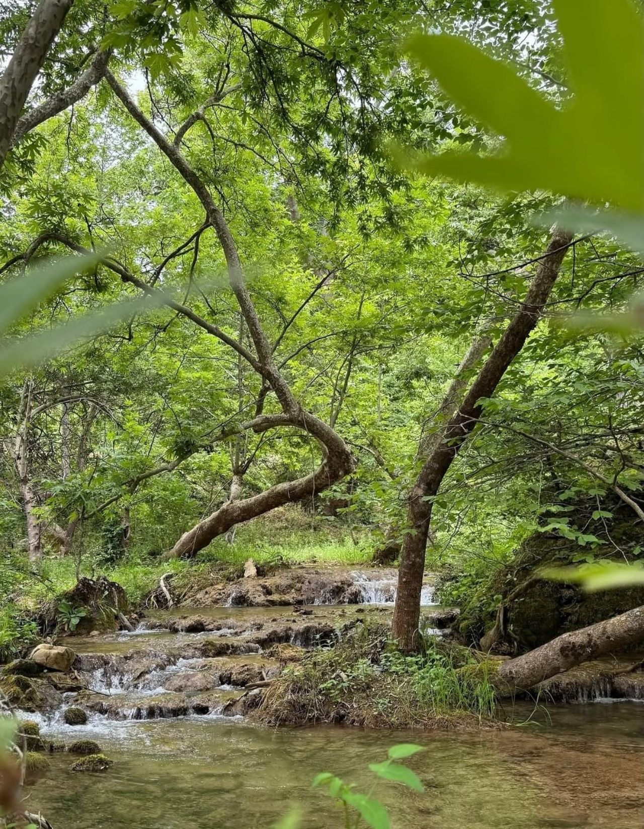 Kahramanmaraş'ta Ağaçların Arasında Gizlenen Kanyon! Fındıklı Dere Doğaseverleri Bekliyor (3)