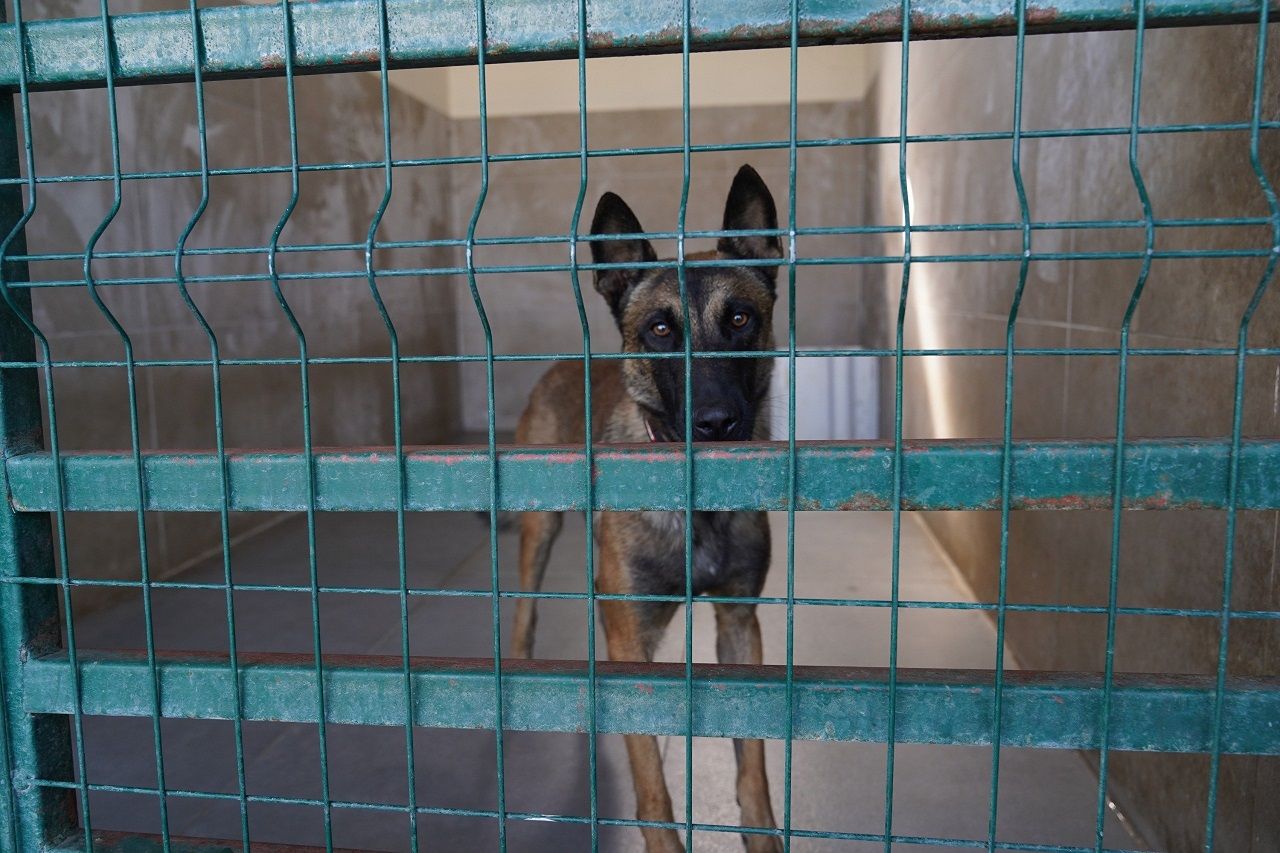 Kahramanmaraş'ta Arama Kurtarma Köpeklerinin Eğitimleri Incelendi (3)