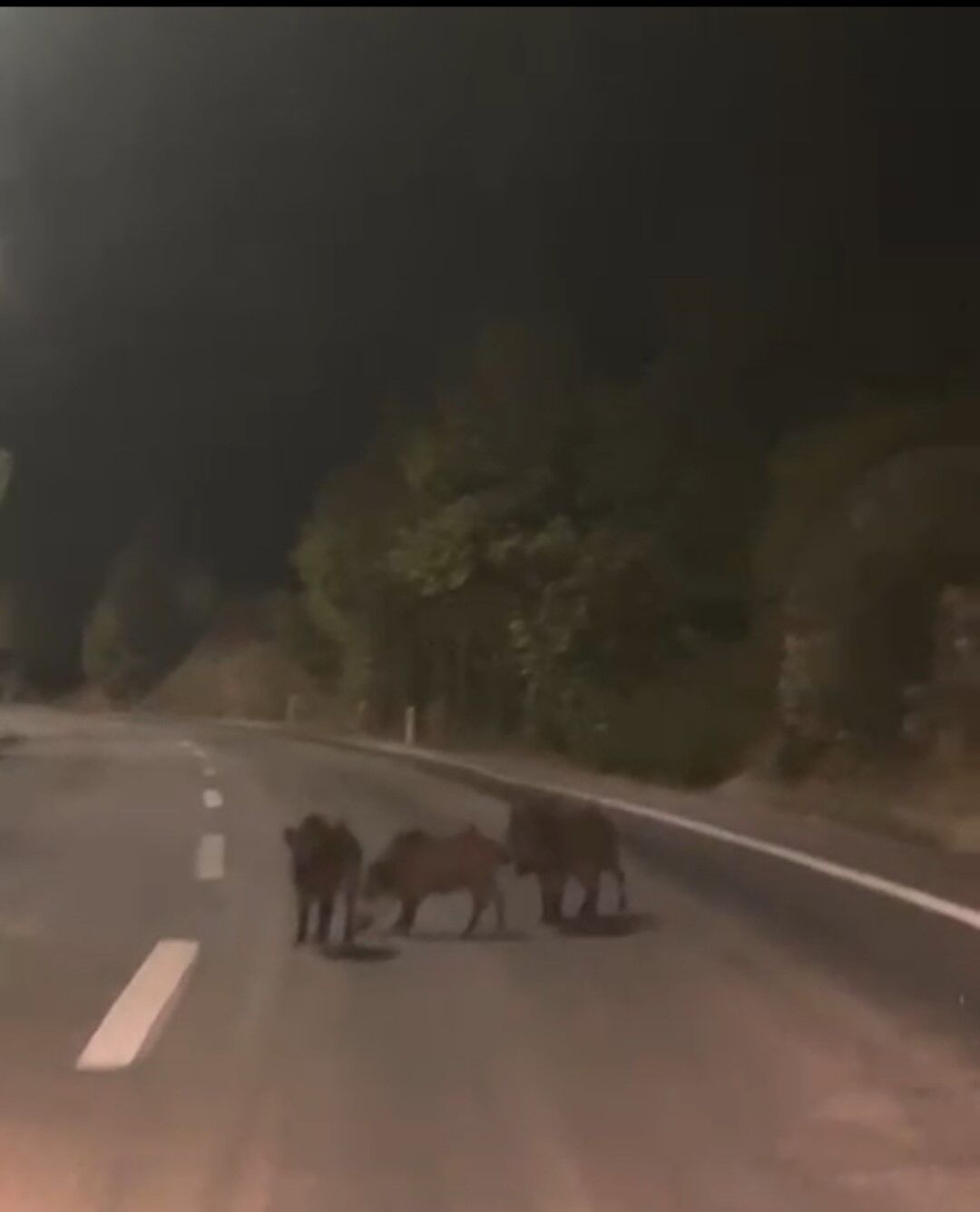 Kahramanmaraş’ta Domuz Sürüsü Yola İndi (2)
