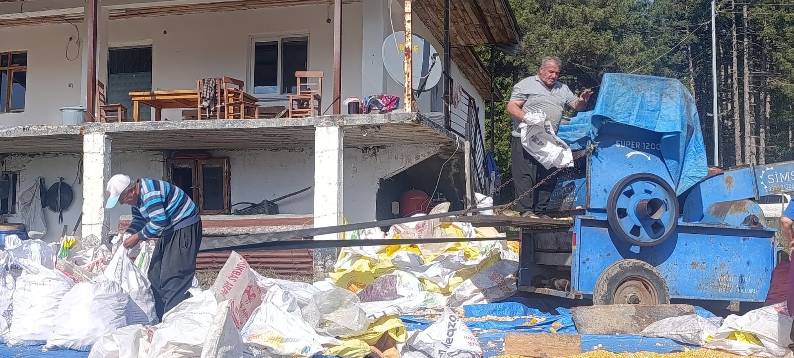 Kahramanmaraş’ta Gelenek Değişmedi! Mısırlar Evlerin Önünde Kurutuluyor (1)