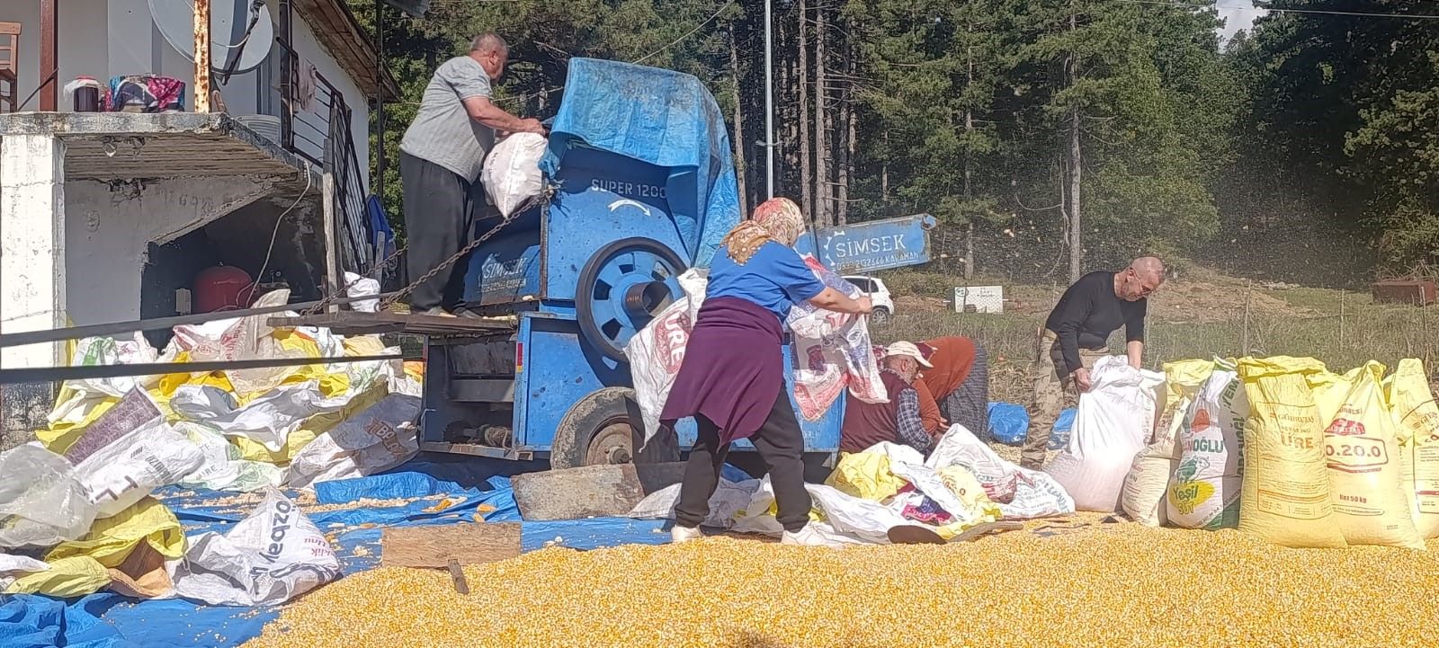 Kahramanmaraş’ta Gelenek Değişmedi! Mısırlar Evlerin Önünde Kurutuluyor (7)