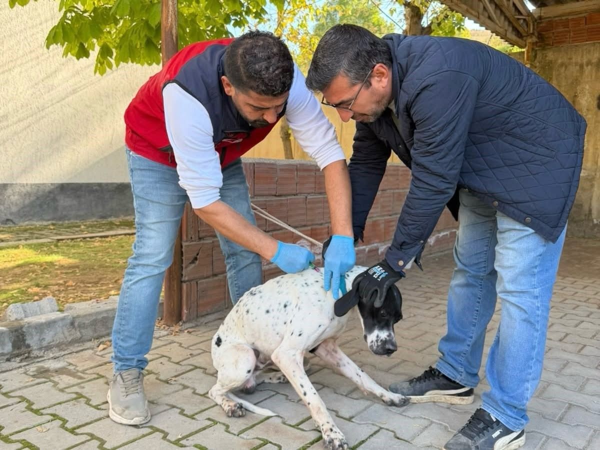 Kahramanmaraş’ta Kedi Ve Köpeklere Mikroçip Takıldı (2)