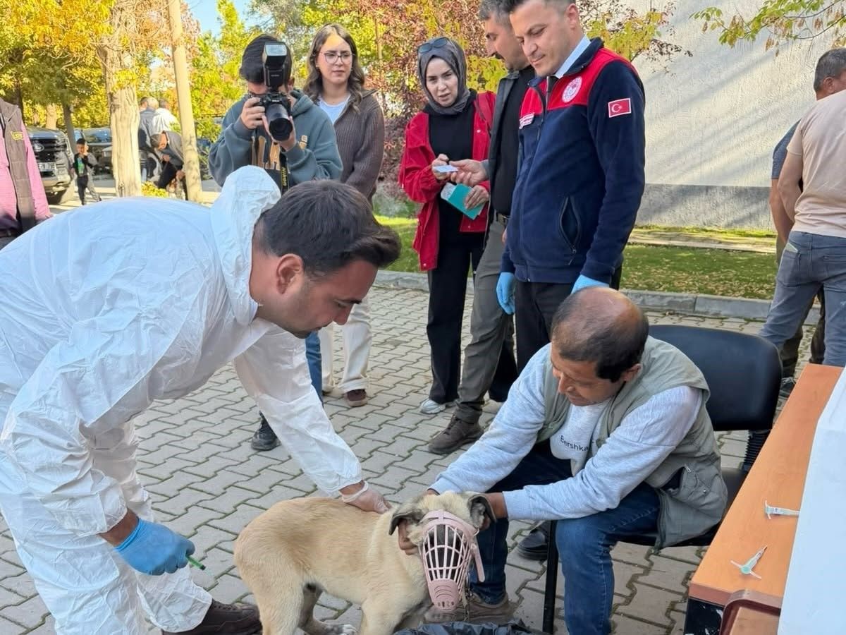 Kahramanmaraş’ta Kedi Ve Köpeklere Mikroçip Takıldı (3)