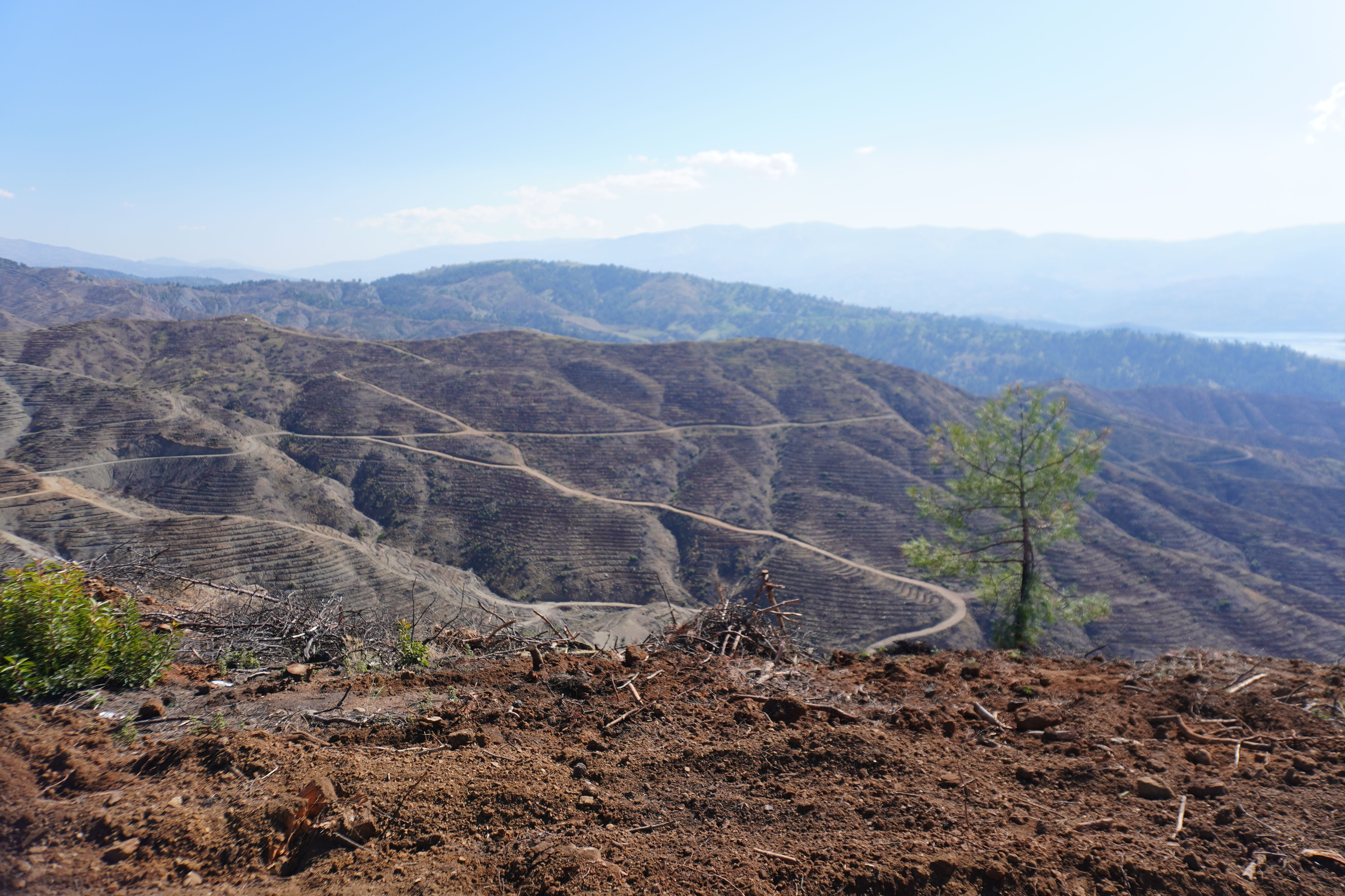 Kahramanmaraş’ta Yanan Ormanlar İçin 1 Milyon Fidan Dikilecek (2)
