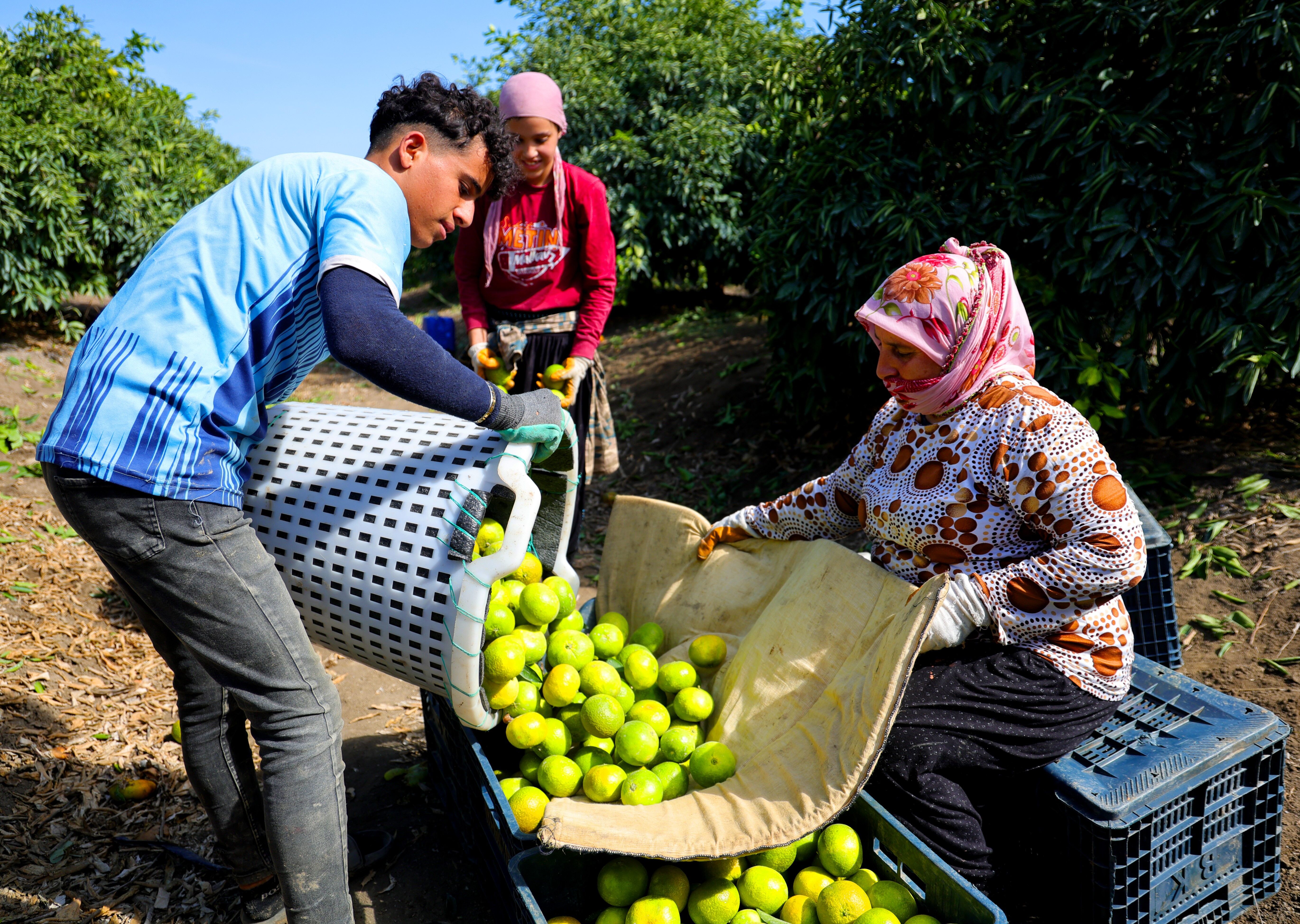 Mandalina Bahçelerinde Hasat Başladı! Fiyatı Belli Oldu (1)