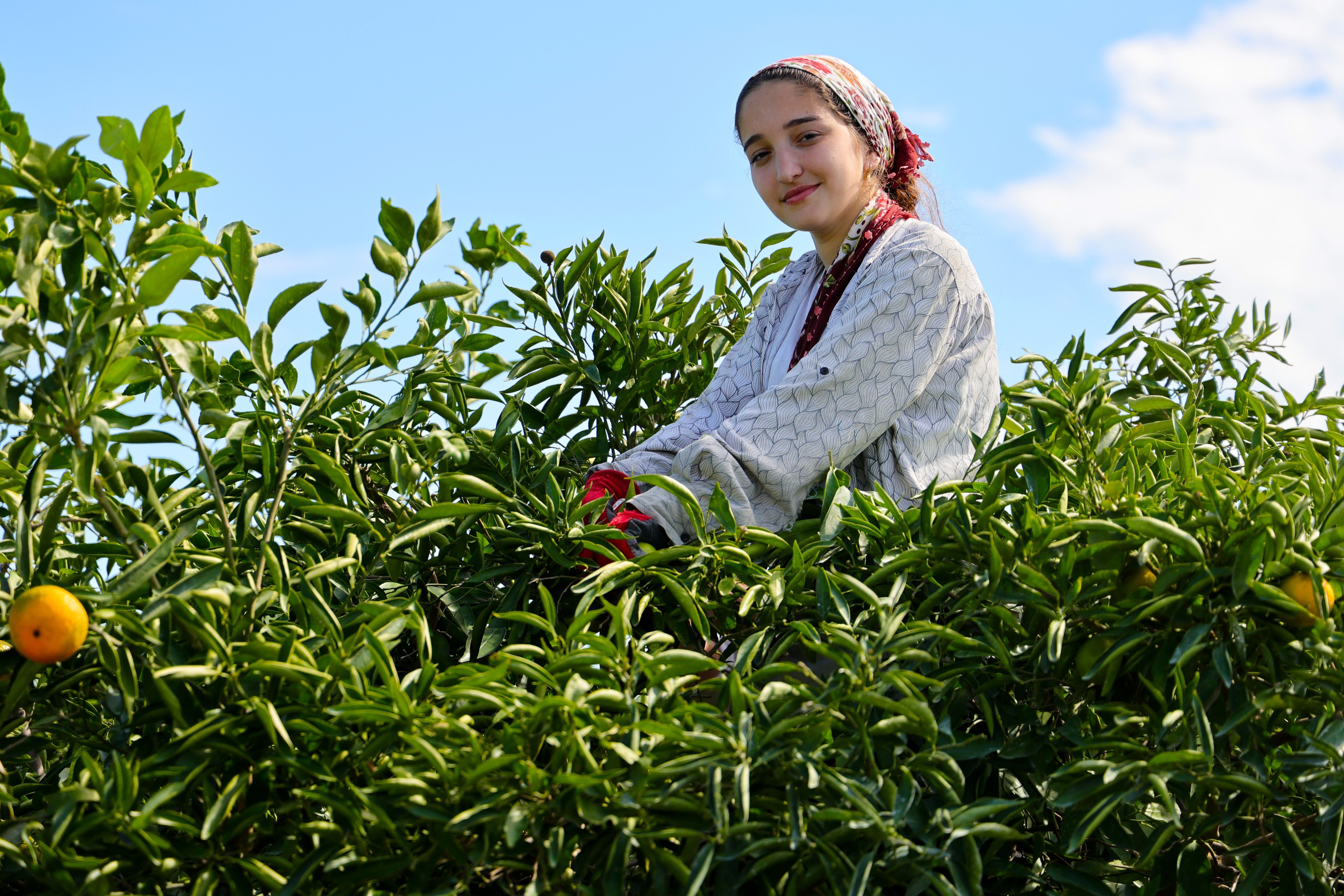 Mandalina Bahçelerinde Hasat Başladı! Fiyatı Belli Oldu (2)