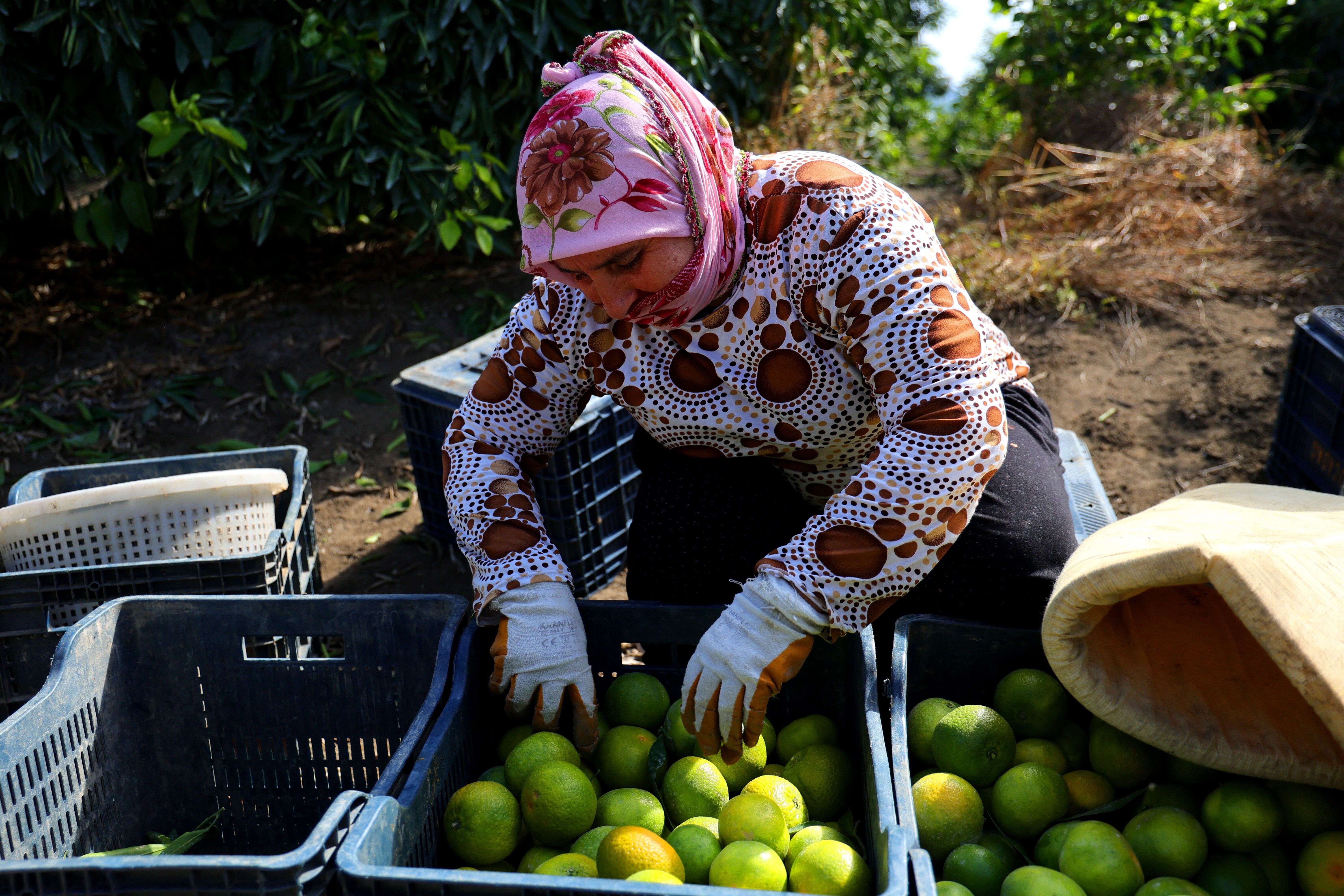 Mandalina Bahçelerinde Hasat Başladı! Fiyatı Belli Oldu (7)
