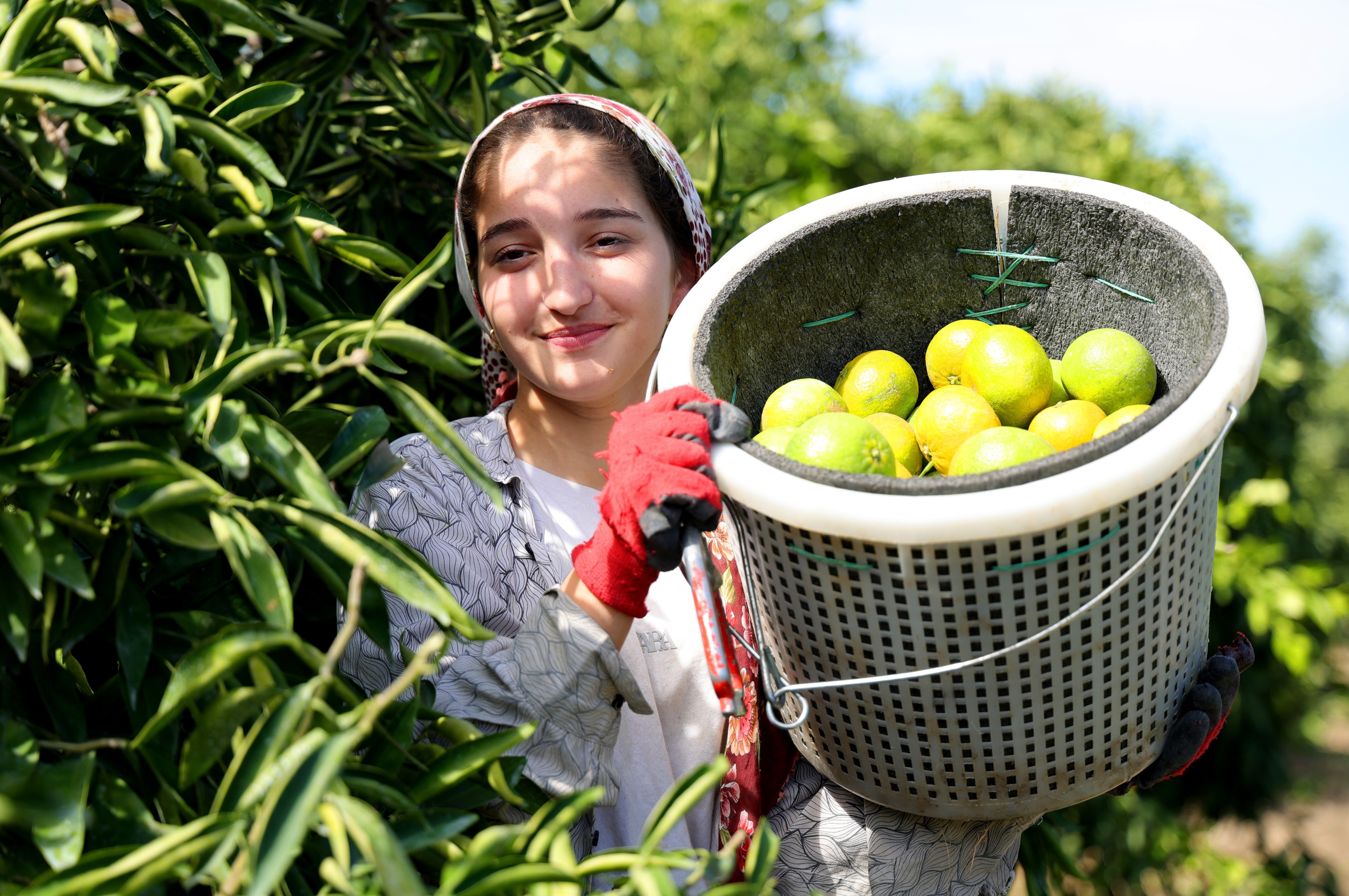 Mandalina Bahçelerinde Hasat Başladı! Fiyatı Belli Oldu (8)