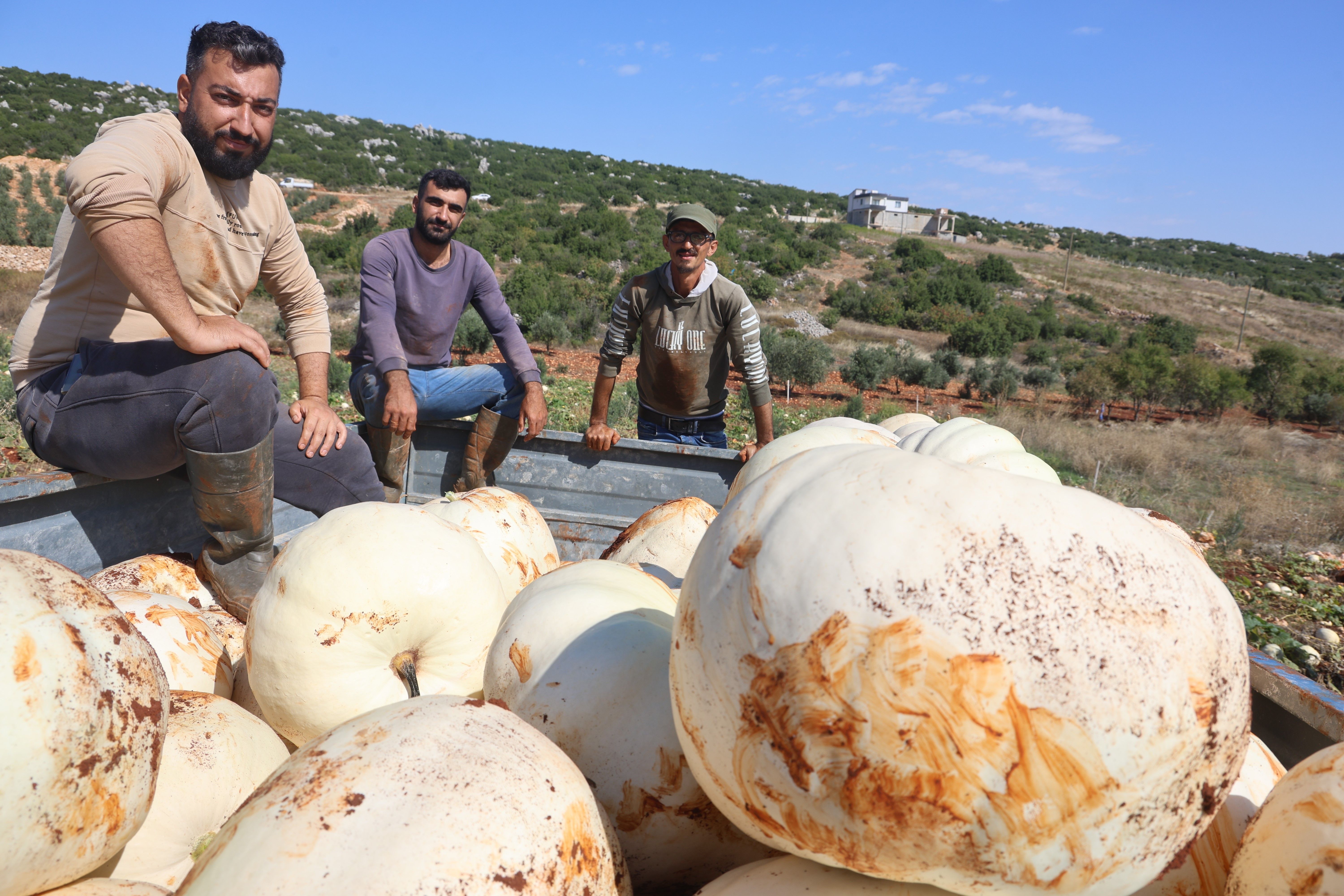 Tarlada 17 Tl, Manavda 25 Tl! Hatay’da Beyaz Kabak Hasadı Başladı (3)