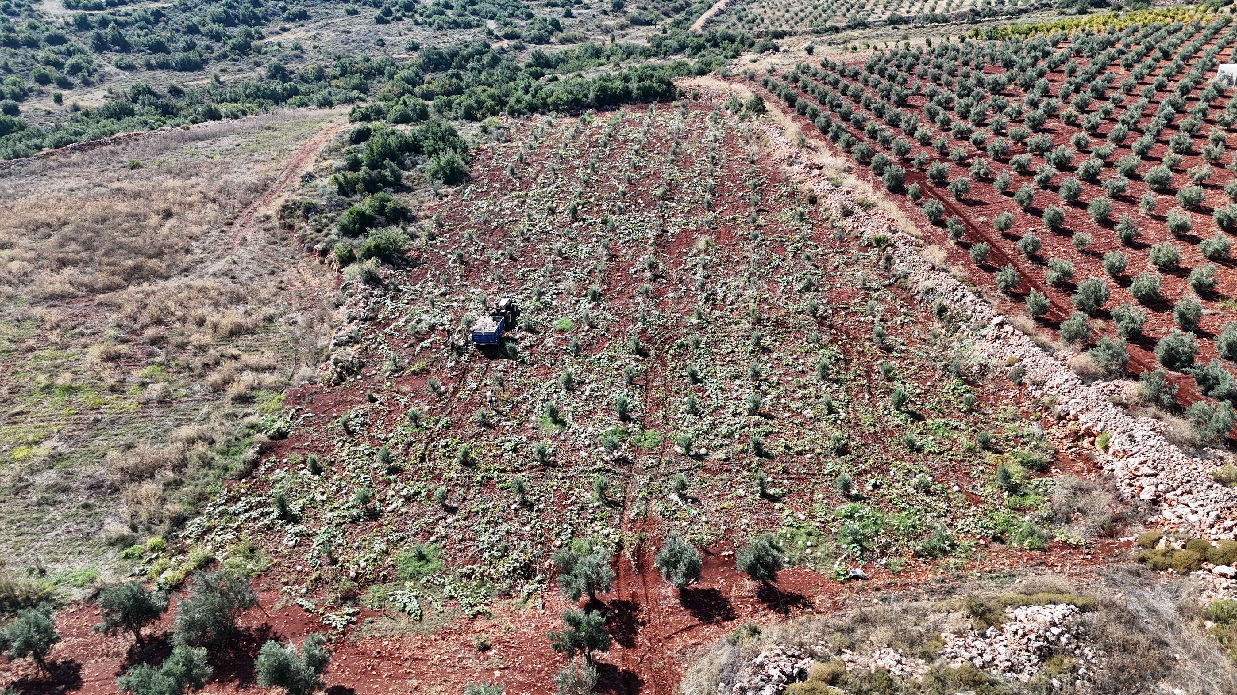 Tarlada 17 Tl, Manavda 25 Tl! Hatay’da Beyaz Kabak Hasadı Başladı (5)