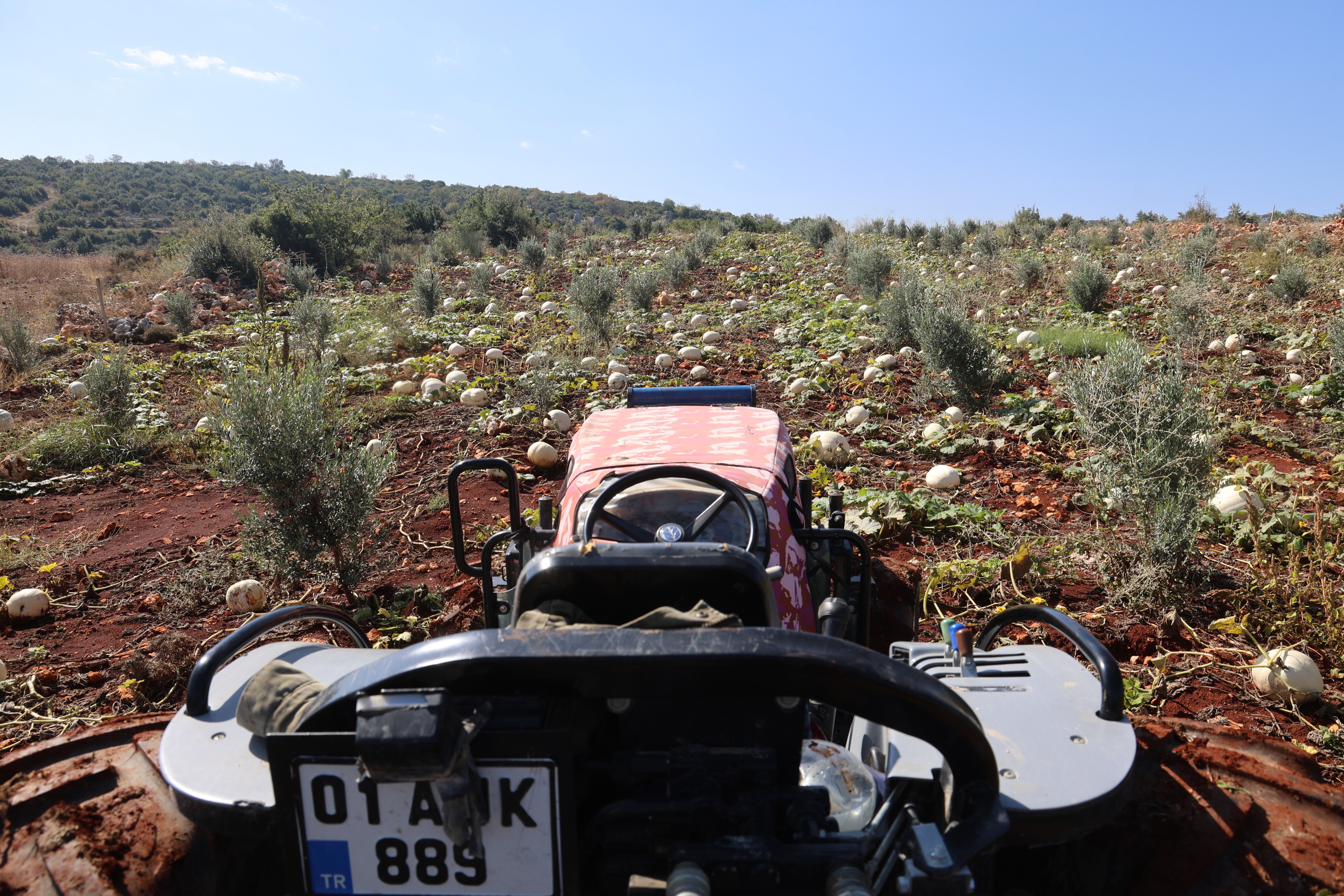 Tarlada 17 Tl, Manavda 25 Tl! Hatay’da Beyaz Kabak Hasadı Başladı (8)