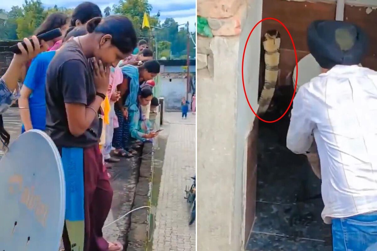 Tuvalete giren ev sahibi neye uğradığını şaşırdı! Klozetten kobra çıktı