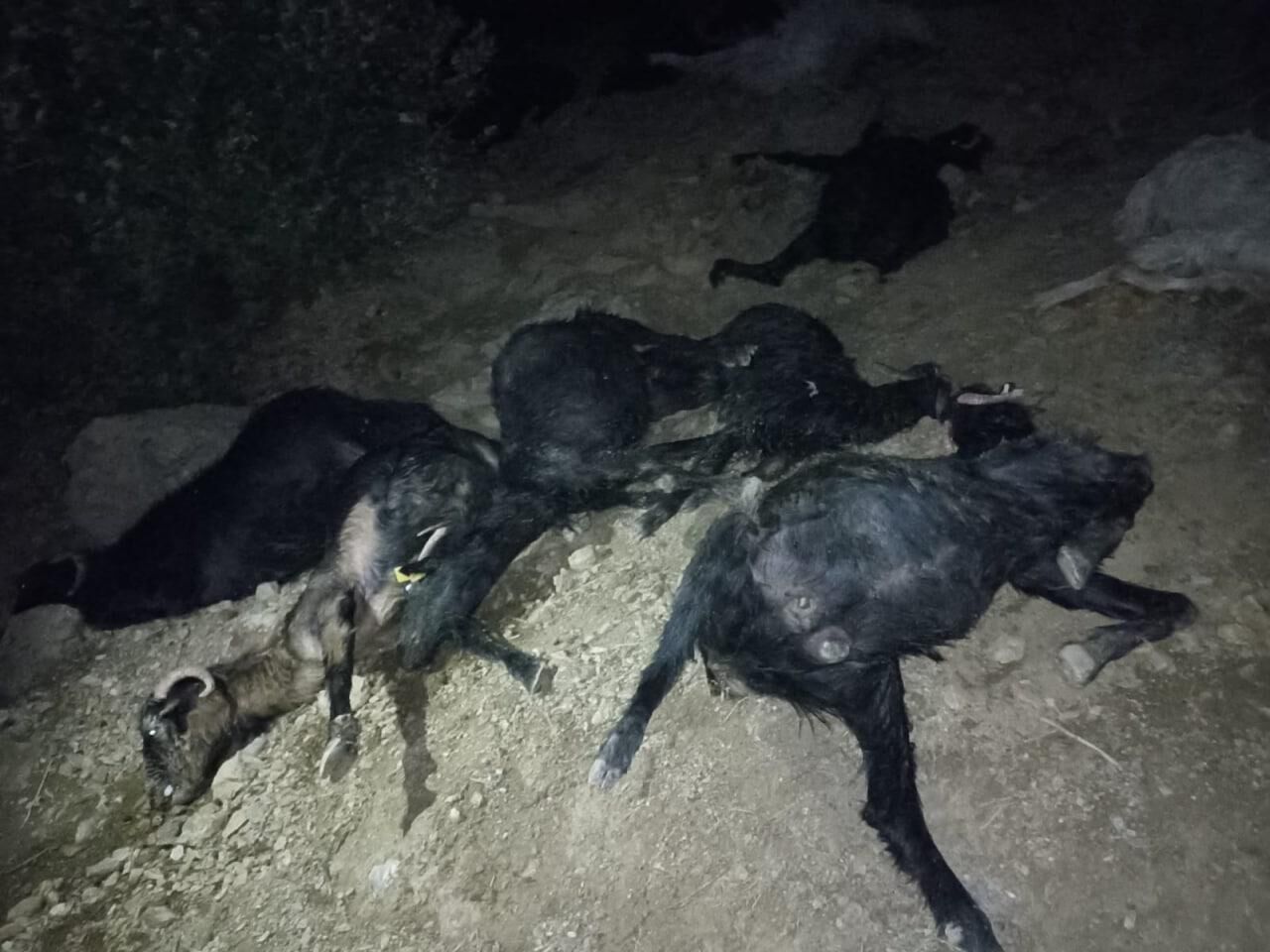 Kahramanmaraş’ta Yıldırım Keçi Sürüsünü Vurdu: 20 Telef